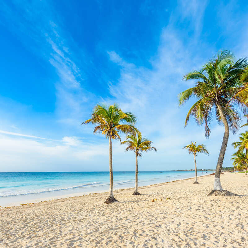 Lone palm trees on a beach in the Mexican Caribbean, Riviera Maya, Mexico