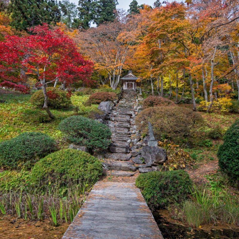 Seattle Japanese garden fall trees