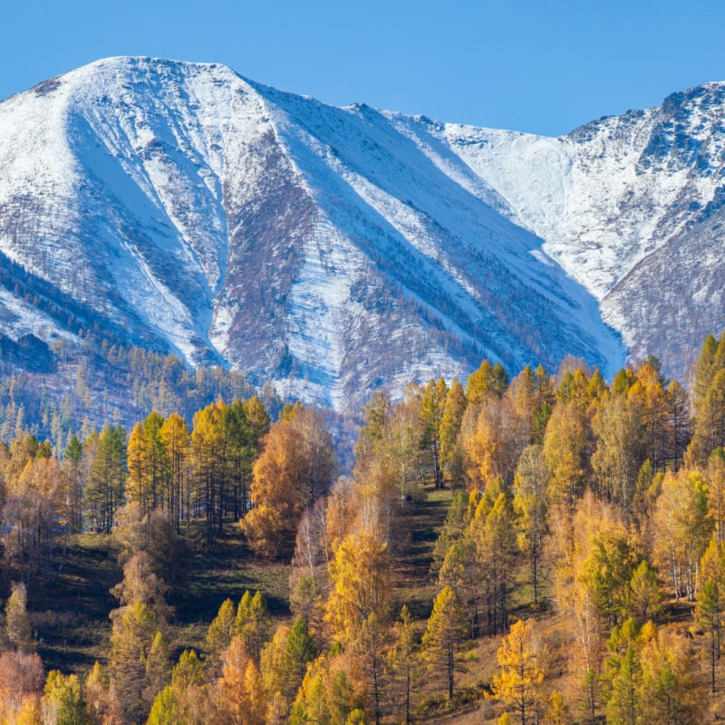 Salt Lake City fall skiing trees