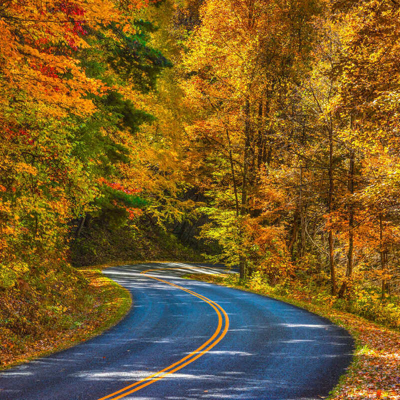 A Road In Ashville, North Carolina, Bounded By Tall Trees Covered In Fall Foliage, United States