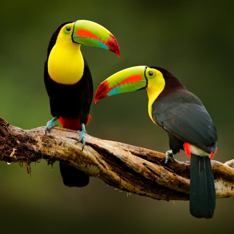 toucans in jungle of belize
