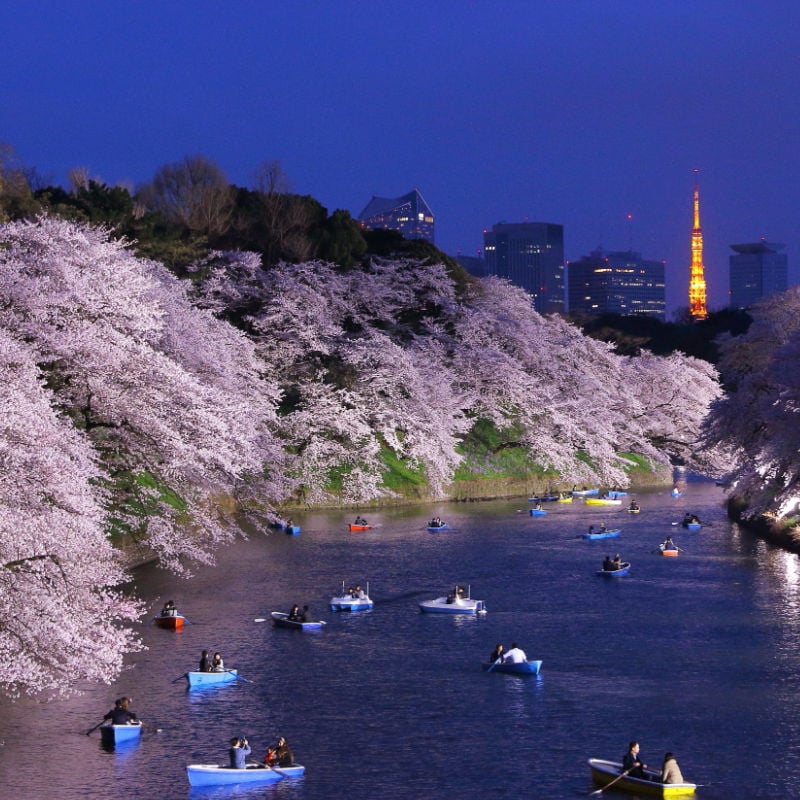 night view of cherry blossoms in Tokyo
